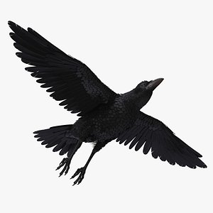 Raven Flying