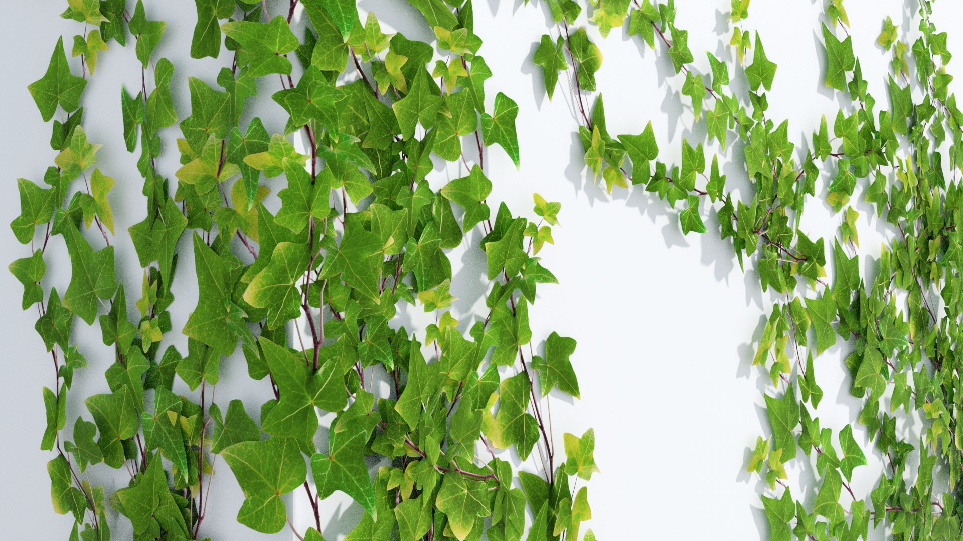 3D ivy natural vines https://p.turbosquid.com/ts-thumb/Mj/PSGZoG/vMYm4kZ1/close1/png/1557930360/1920x1080/fit_q87/5e27440cedd5eac31e3e73ede1fb07651913203d/close1.jpg