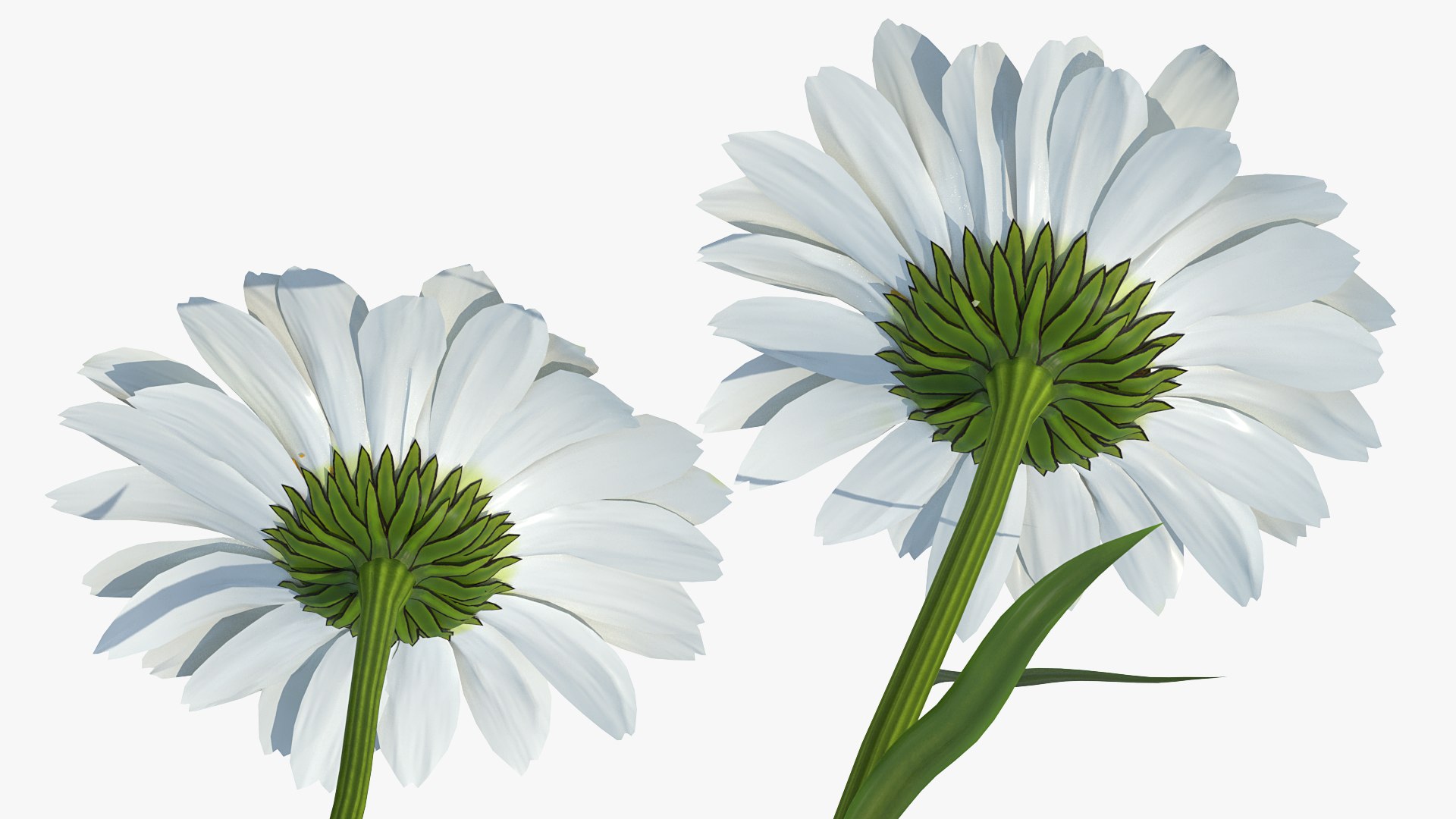 leucanthemum vulgare flowers set 3D model https://p.turbosquid.com/ts-thumb/Mj/dobpAN/7YAOMd9q/leucanthemumvulgareflowersset3dsmodel006/jpg/1596871034/1920x1080/fit_q87/06168bdc041057a9987226f11f601b6dfeb19c93/leucanthemumvulgareflowersset3dsmodel006.jpg