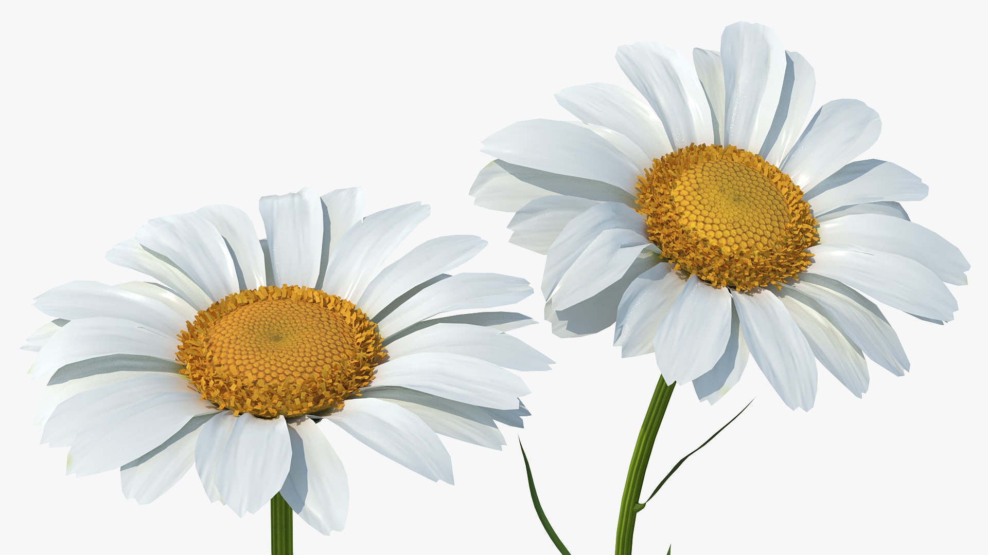 leucanthemum vulgare flowers set 3D model https://p.turbosquid.com/ts-thumb/Mj/dobpAN/GeP5YYn2/leucanthemumvulgareflowersset3dsmodel005/jpg/1596871022/1920x1080/fit_q87/d8341161d6860a47b98871add492d3efdfb9344f/leucanthemumvulgareflowersset3dsmodel005.jpg