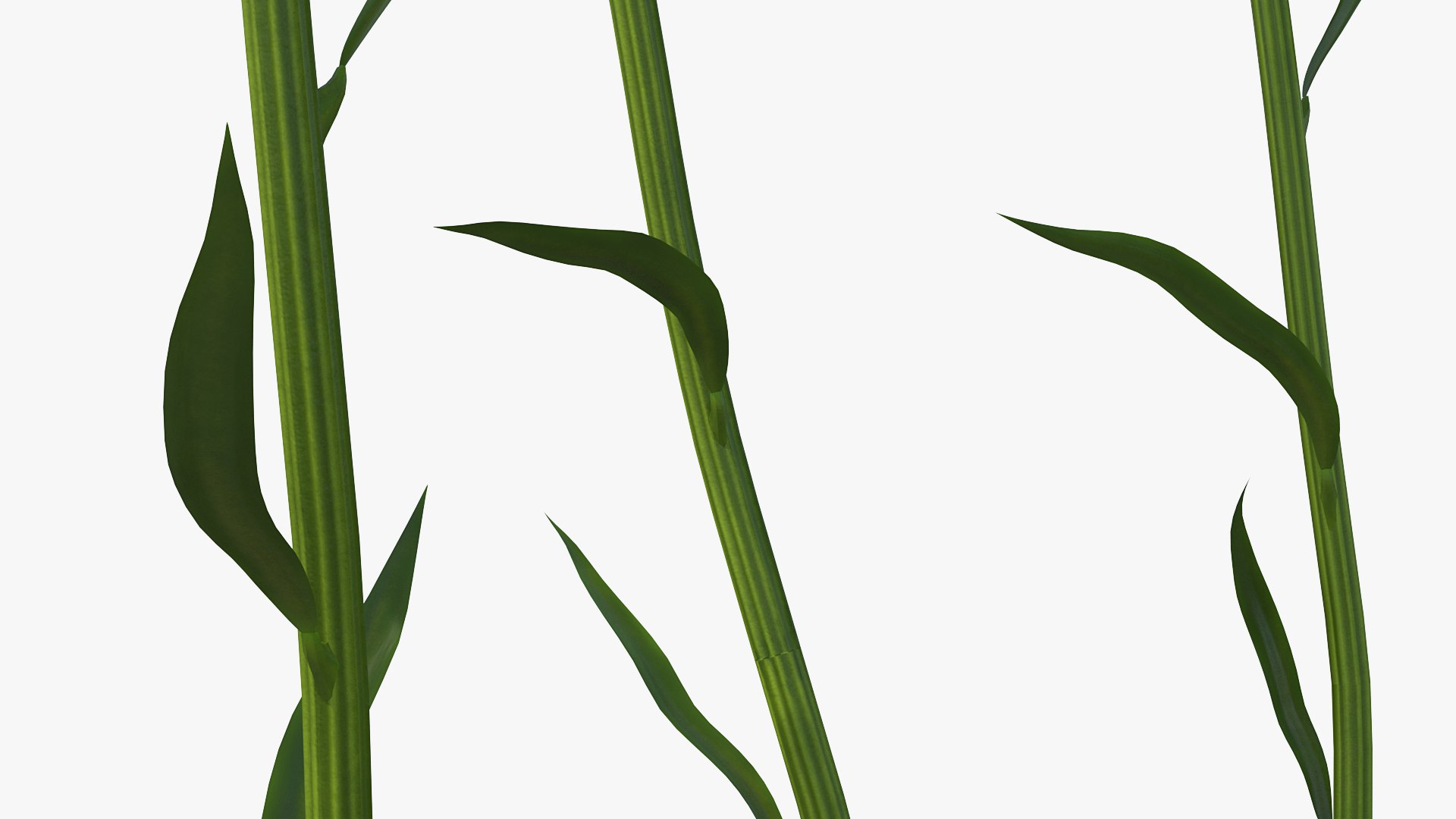 leucanthemum vulgare flowers set 3D model https://p.turbosquid.com/ts-thumb/Mj/dobpAN/Iowq11Z0/leucanthemumvulgareflowersset3dsmodel010/jpg/1596871073/1920x1080/fit_q87/eef0835b6c61e70ecbbcaf6097255884807c6279/leucanthemumvulgareflowersset3dsmodel010.jpg