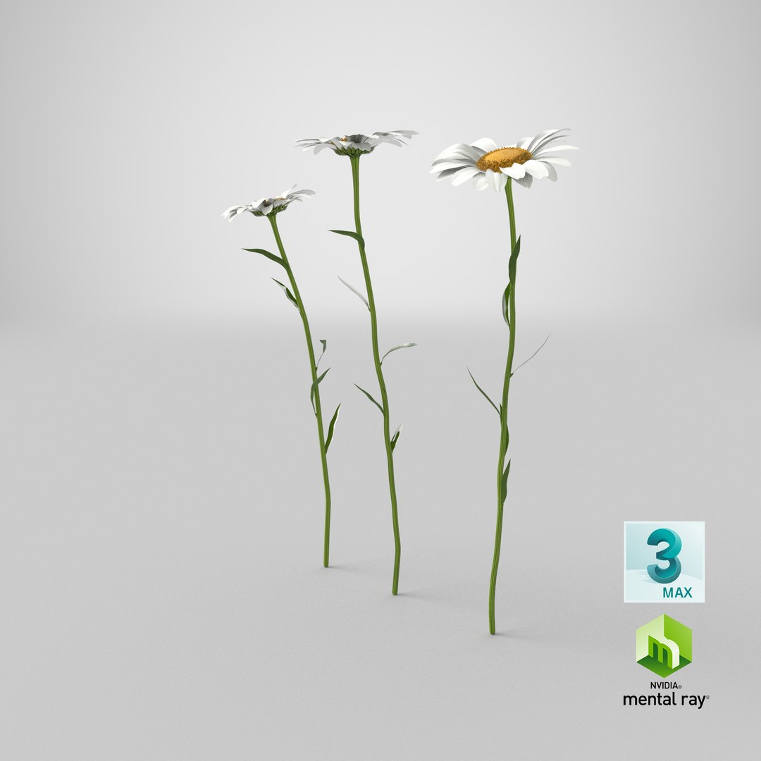 leucanthemum vulgare flowers set 3D model https://p.turbosquid.com/ts-thumb/Mj/dobpAN/Jv/stemcell_max_mental_ray_render/png/1613410237/1920x1080/fit_q87/e82896614ee95c37f1f34a374a37cc4c3db9ed86/stemcell_max_mental_ray_render.jpg