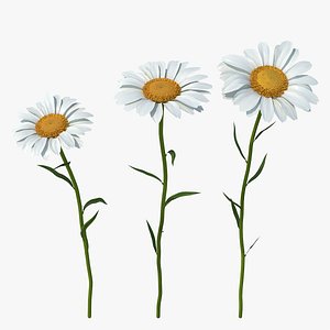 Leucanthemum Vulgare Flowers Set