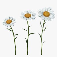 Leucanthemum Vulgare Flowers Set