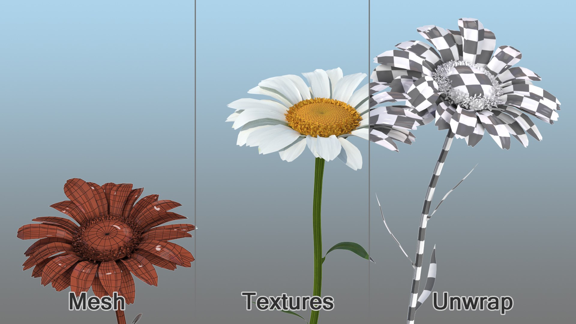 leucanthemum vulgare flowers set 3D model https://p.turbosquid.com/ts-thumb/Mj/dobpAN/Mr5qBMtL/leucanthemumvulgareflowersset3dsmodel012/jpg/1596871094/1920x1080/fit_q87/9c950a8b1a0de786b21ffe4732b119cb72d759f7/leucanthemumvulgareflowersset3dsmodel012.jpg