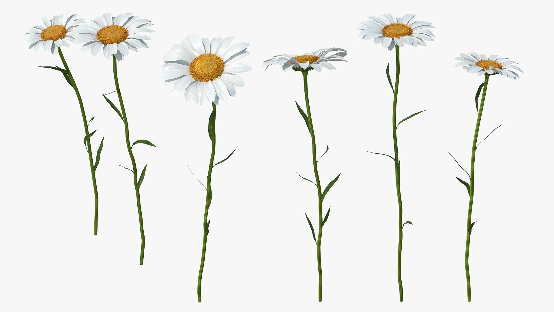 leucanthemum vulgare flowers set 3D model https://p.turbosquid.com/ts-thumb/Mj/dobpAN/UDc0yYIN/leucanthemumvulgareflowersset3dsmodel004/jpg/1596871011/1920x1080/fit_q87/0c0e5f5c2b0b3fdaf88c0228c30a09ceddff86af/leucanthemumvulgareflowersset3dsmodel004.jpg