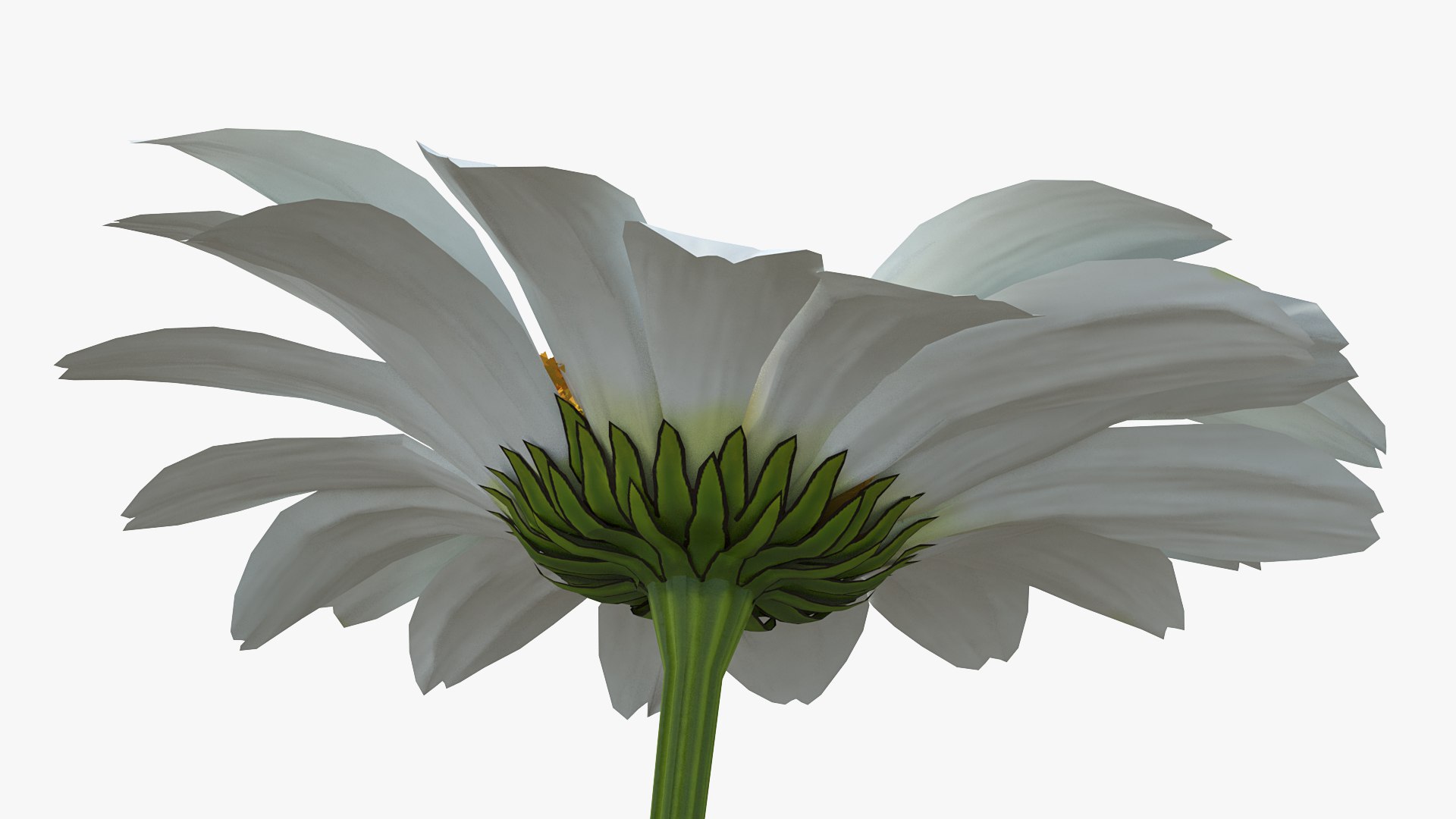 leucanthemum vulgare flowers set 3D model https://p.turbosquid.com/ts-thumb/Mj/dobpAN/WWAuIR1p/leucanthemumvulgareflowersset3dsmodel008/jpg/1596871054/1920x1080/fit_q87/d7b21e1e46e33a6bb2e2b0f01d29de8cc55cbf97/leucanthemumvulgareflowersset3dsmodel008.jpg