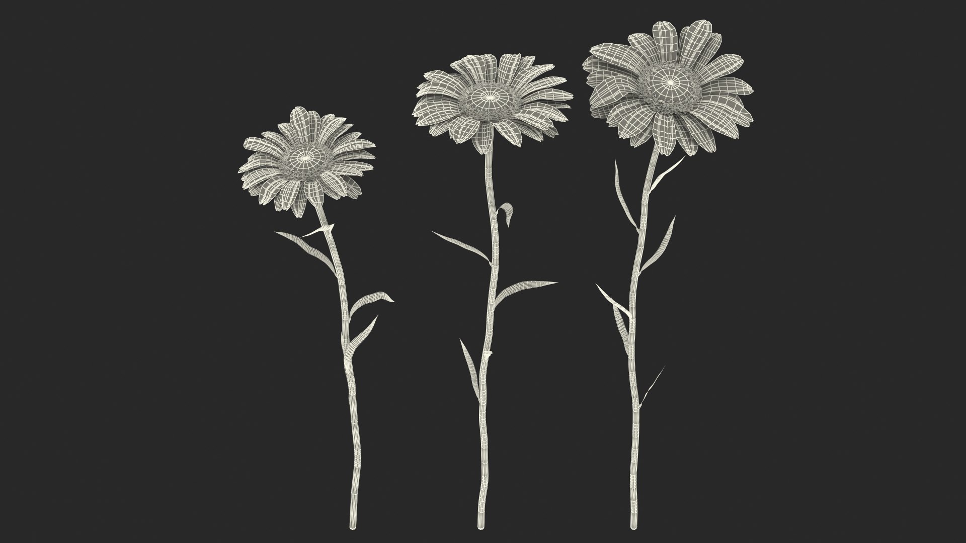 leucanthemum vulgare flowers set 3D model https://p.turbosquid.com/ts-thumb/Mj/dobpAN/ZmWDNDQ4/leucanthemumvulgareflowersset3dsmodel022/jpg/1596871199/1920x1080/fit_q87/f6cf5f084a884f34893026fa630c37c1cfc0ebff/leucanthemumvulgareflowersset3dsmodel022.jpg