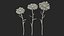 leucanthemum vulgare flowers set 3D model
