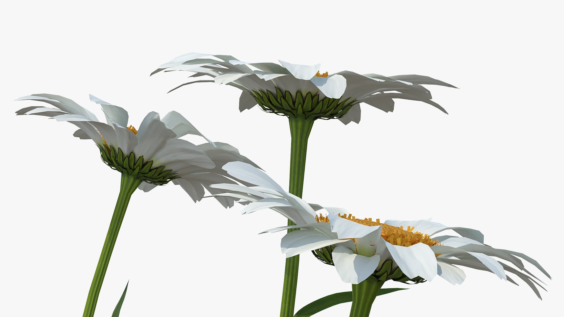 leucanthemum vulgare flowers set 3D model https://p.turbosquid.com/ts-thumb/Mj/dobpAN/aTrJSIfF/leucanthemumvulgareflowersset3dsmodel007/jpg/1596871044/1920x1080/fit_q87/8ba002b90d1acee6c86a9fc5afd35f87a6628d0d/leucanthemumvulgareflowersset3dsmodel007.jpg