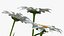 leucanthemum vulgare flowers set 3D model