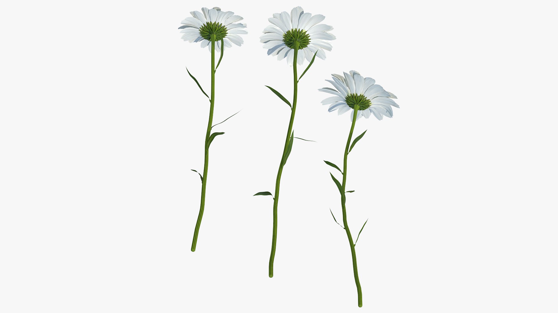 leucanthemum vulgare flowers set 3D model https://p.turbosquid.com/ts-thumb/Mj/dobpAN/cO3hE8LV/leucanthemumvulgareflowersset3dsmodel011/jpg/1596871084/1920x1080/fit_q87/b91f4c4df190aeeb369f6110835f2e81aaf5fa0c/leucanthemumvulgareflowersset3dsmodel011.jpg