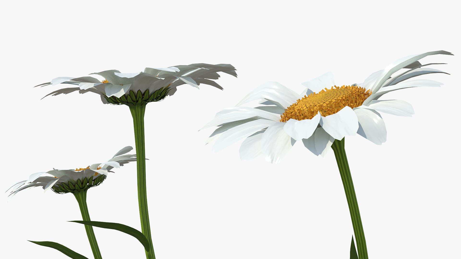 leucanthemum vulgare flowers set 3D model https://p.turbosquid.com/ts-thumb/Mj/dobpAN/gOMAO9BG/leucanthemumvulgareflowersset3dsmodel009/jpg/1596871064/1920x1080/fit_q87/94fbab6581c263d832576c5b57cb7982be4ff19a/leucanthemumvulgareflowersset3dsmodel009.jpg