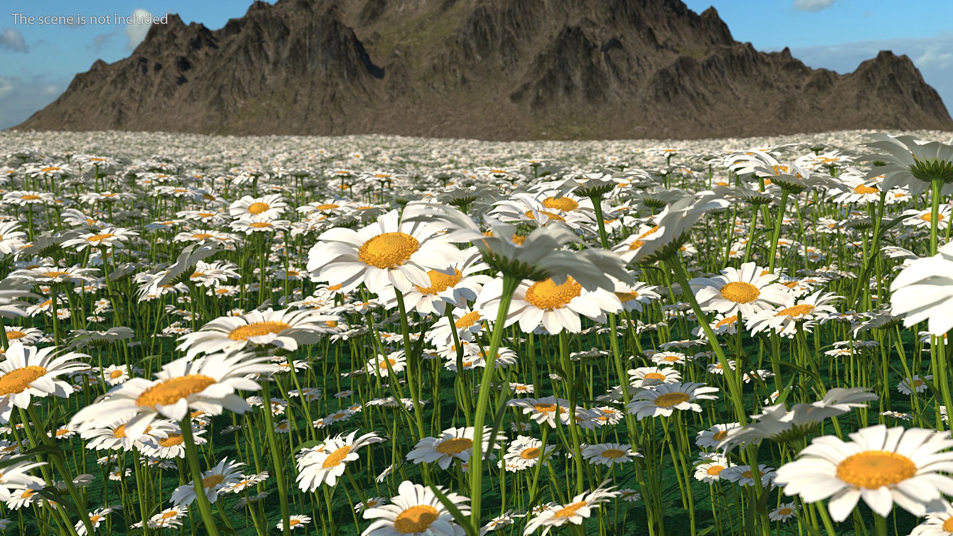 leucanthemum vulgare flowers set 3D model https://p.turbosquid.com/ts-thumb/Mj/dobpAN/mlsEnWpd/leucanthemumvulgareflowersset3dsmodel002/jpg/1596870989/1920x1080/fit_q87/e4299645af01dfa9da015d7cb66b725712cb6a3f/leucanthemumvulgareflowersset3dsmodel002.jpg
