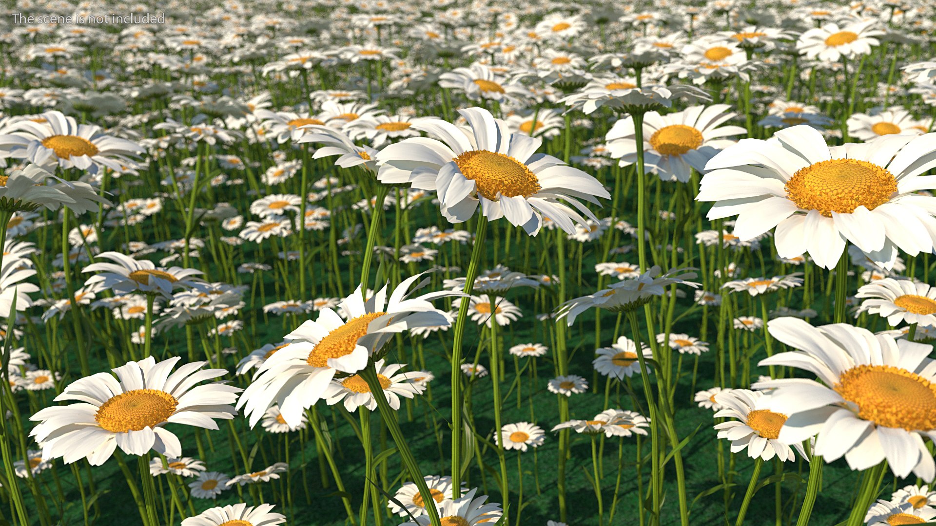 leucanthemum vulgare flowers set 3D model https://p.turbosquid.com/ts-thumb/Mj/dobpAN/qPy7qF4x/leucanthemumvulgareflowersset3dsmodel003/jpg/1596871000/1920x1080/fit_q87/f85415e9b03f143b2ce75aa1be5e84047252f245/leucanthemumvulgareflowersset3dsmodel003.jpg