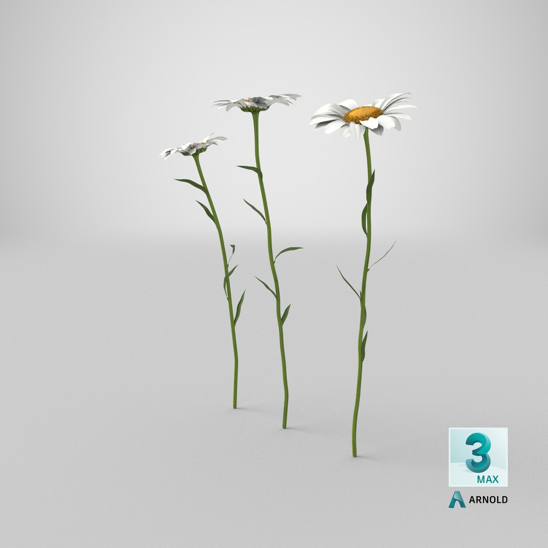 leucanthemum vulgare flowers set 3D model https://p.turbosquid.com/ts-thumb/Mj/dobpAN/tq/stemcell_max_arnold_render/png/1613410235/1920x1080/fit_q87/62c824010febc25aaa993c91ea2fe2cb63deaa49/stemcell_max_arnold_render.jpg