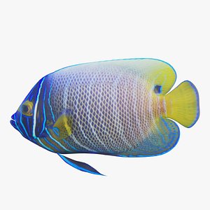 Blue girdled Angelfish set 03 3D model