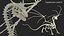 3D Fossilized Dragon Skeleton
