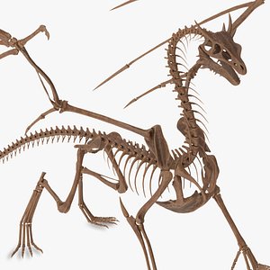Fossilized Dragon Skeleton