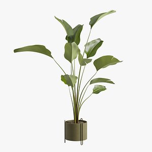 Potted Calathea Lutea