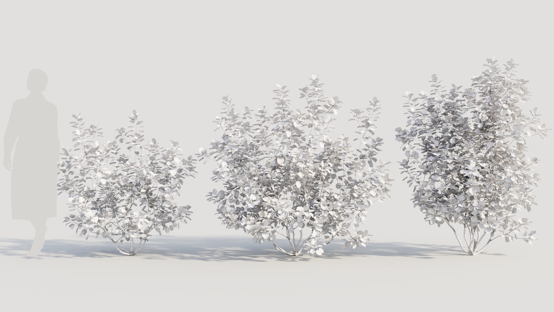 3D Cotinus coggygria b model https://p.turbosquid.com/ts-thumb/Mj/ycdTpw/8r/cotinuscoggygriab_2/jpg/1708406601/1920x1080/fit_q87/db6f3a4b347751aaa20e7a956ff80dbc3f977c42/cotinuscoggygriab_2.jpg