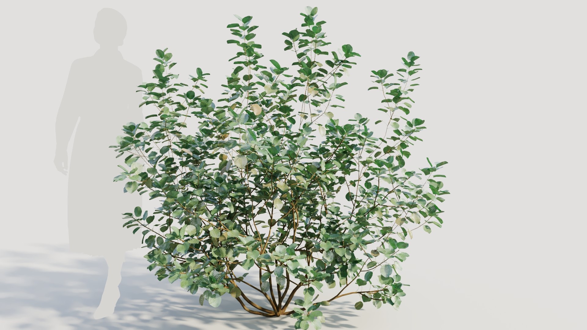 3D Cotinus coggygria b model https://p.turbosquid.com/ts-thumb/Mj/ycdTpw/LM/cotinuscoggygriab_8/jpg/1708406715/1920x1080/fit_q87/6328dc2b05a65e3bb506363e06536b123f695d5e/cotinuscoggygriab_8.jpg