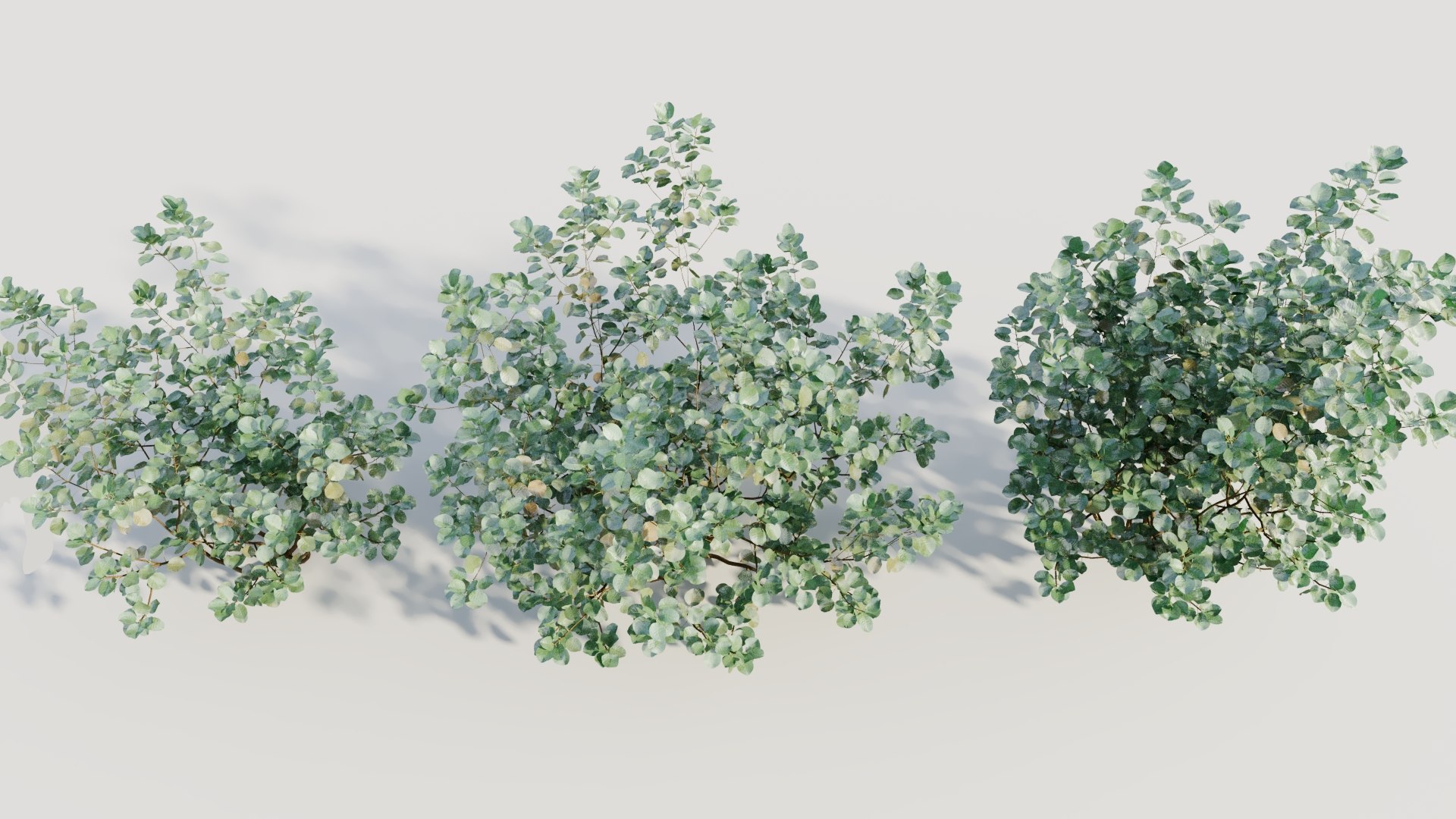 3D Cotinus coggygria b model https://p.turbosquid.com/ts-thumb/Mj/ycdTpw/Rb/cotinuscoggygriab_4/jpg/1708406604/1920x1080/fit_q87/937f3f9f37a0082ddd0b7eda185e9cf7a02991bb/cotinuscoggygriab_4.jpg