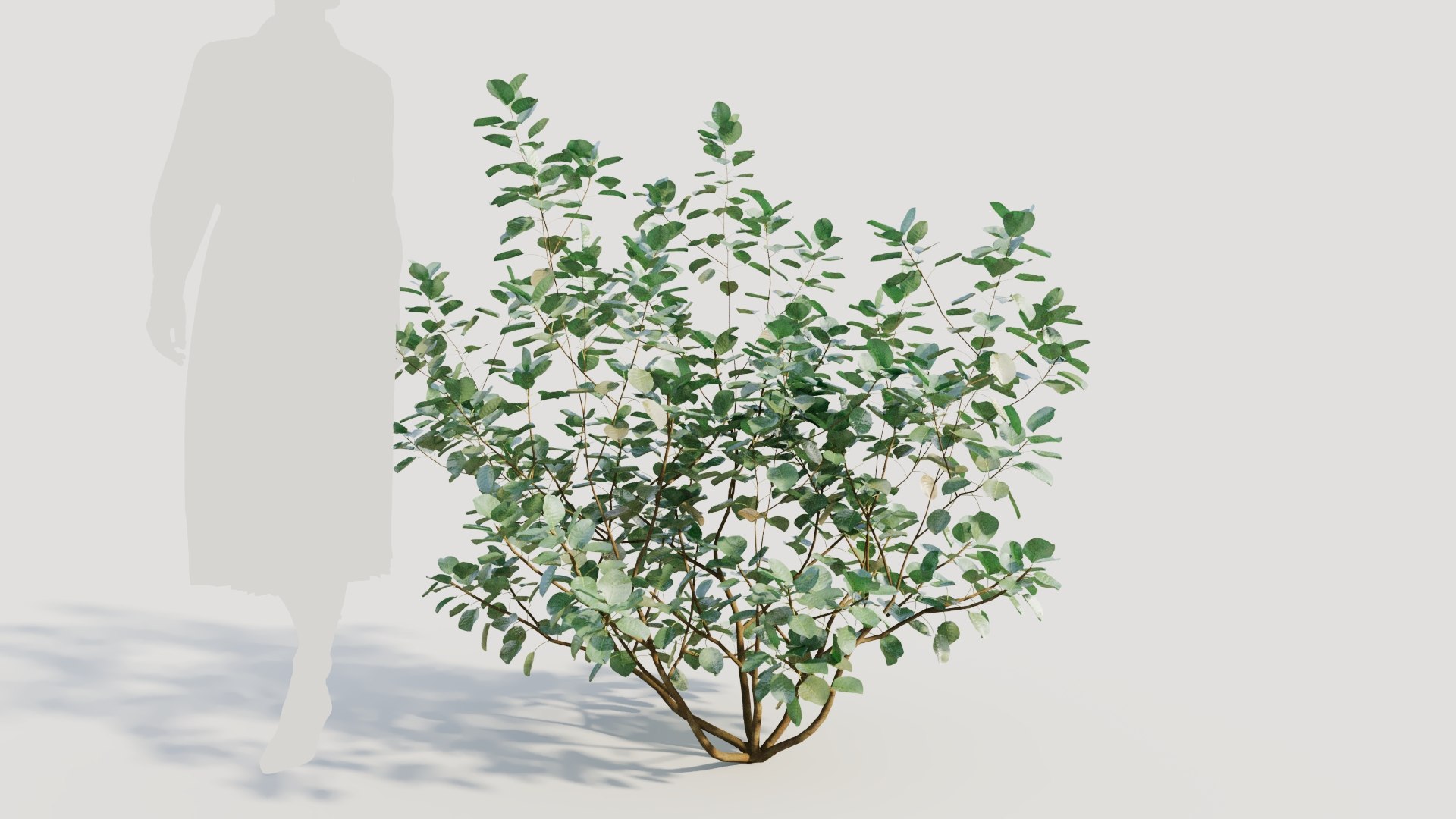 3D Cotinus coggygria b model https://p.turbosquid.com/ts-thumb/Mj/ycdTpw/Rg/cotinuscoggygriab_7/jpg/1708406607/1920x1080/fit_q87/129f2bcf3a706818d8ea0f99dedc2a8bf6028c19/cotinuscoggygriab_7.jpg