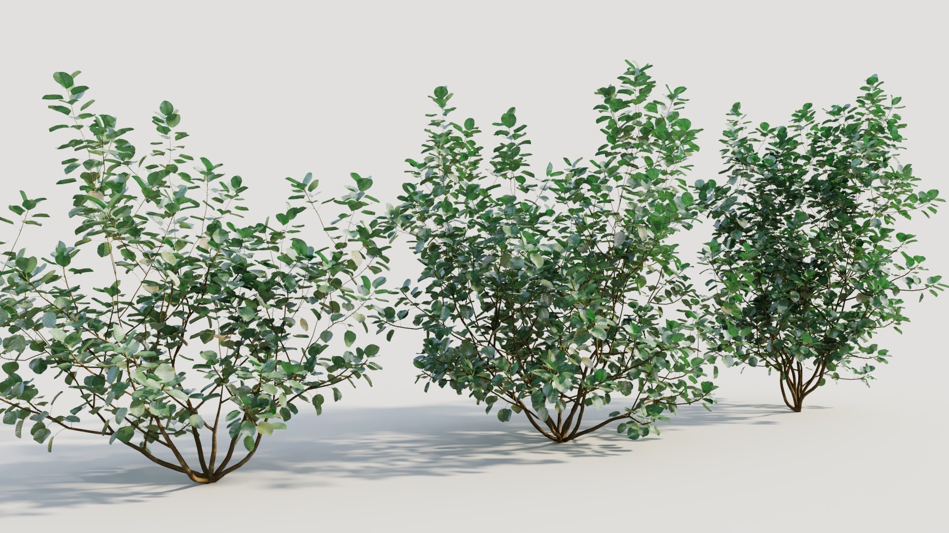 3D Cotinus coggygria b model https://p.turbosquid.com/ts-thumb/Mj/ycdTpw/X8/cotinuscoggygriab_5/jpg/1708406604/1920x1080/fit_q87/f71ca849c2b0baf355ebdc4bc96faf9db6da6f67/cotinuscoggygriab_5.jpg