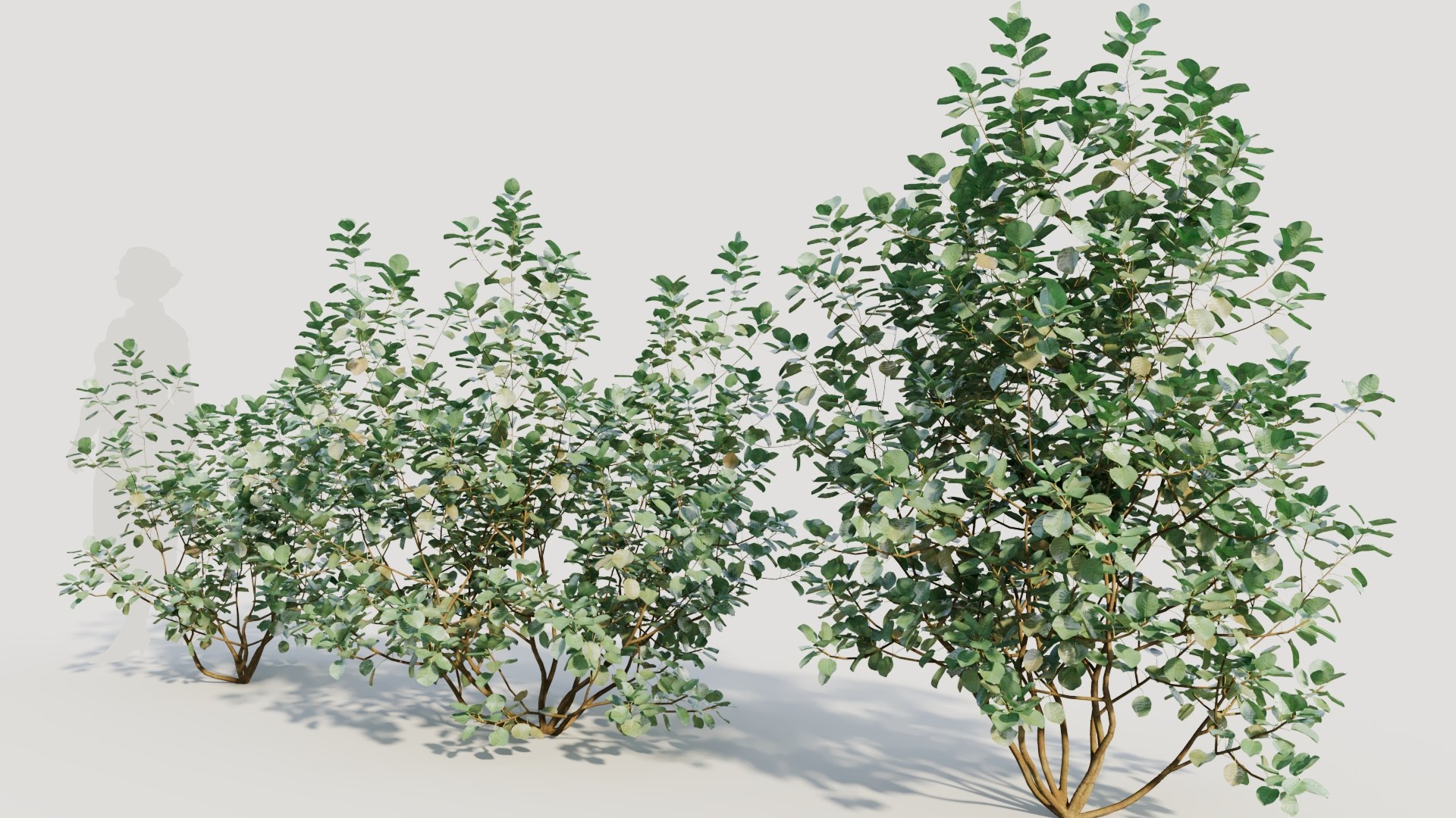 3D Cotinus coggygria b model https://p.turbosquid.com/ts-thumb/Mj/ycdTpw/cx/cotinuscoggygriab_3/jpg/1708406602/1920x1080/fit_q87/5d319720ca408dd77567572348ba6df559ae0151/cotinuscoggygriab_3.jpg