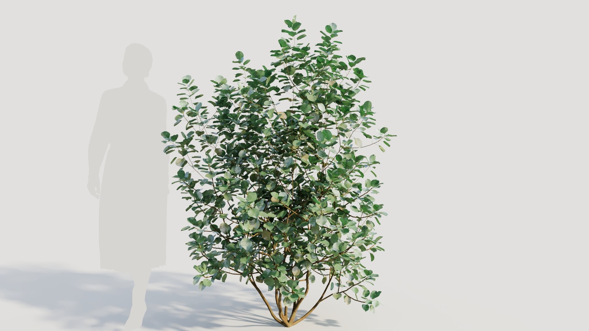 3D Cotinus coggygria b model https://p.turbosquid.com/ts-thumb/Mj/ycdTpw/nM/cotinuscoggygriab_9/jpg/1708406608/1920x1080/fit_q87/be7687b06192dcc3a568273afb085a05bc81bc78/cotinuscoggygriab_9.jpg