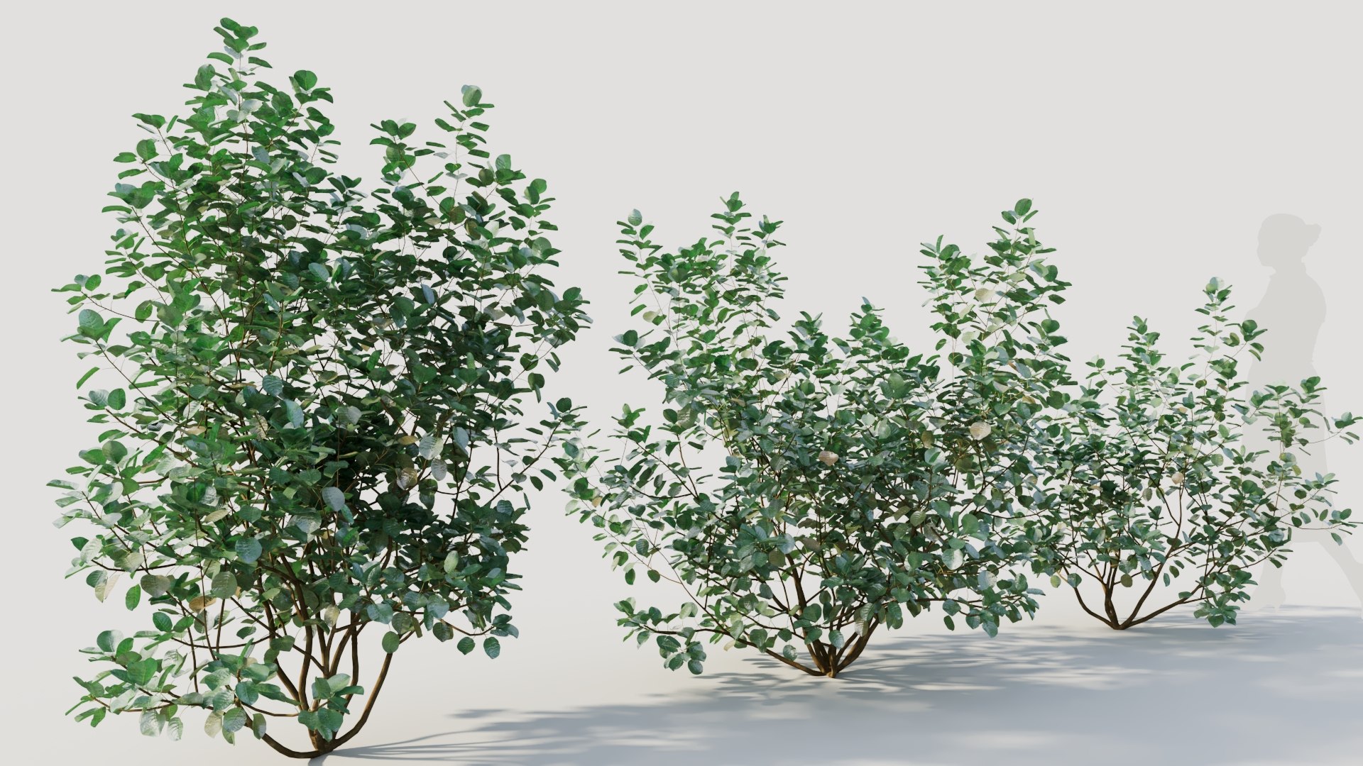 3D Cotinus coggygria b model https://p.turbosquid.com/ts-thumb/Mj/ycdTpw/vZ/cotinuscoggygriab_6/jpg/1708406605/1920x1080/fit_q87/b076bee13d44762285e15c7947b85d85fe805273/cotinuscoggygriab_6.jpg
