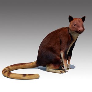 tree-kangaroo animations 3D model