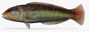 3d slipery wrasse