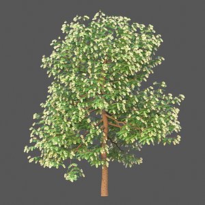 3D XfrogPlants Texas Ebony - Ebenopsis Ebano model