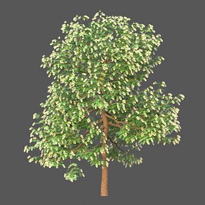 XfrogPlants Texas Ebony - Ebenopsis Ebano