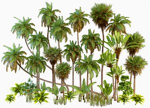 Palm trees/Tropical
