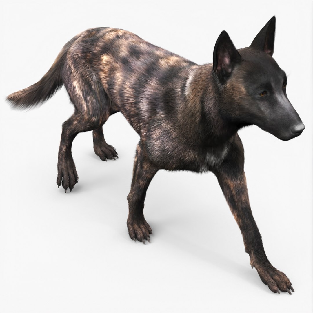 Dog Dutch Shepherd Fur Rigged for Cinema 4D 3D model preview