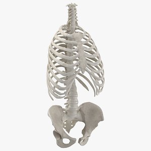 Human Rib Cage Spine and Female Pelvis Bones Anatomy With Intervertibral Disks 01 White 3D