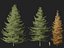 Larix laricina - American larch