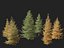 Larix laricina - American larch