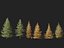 Larix laricina - American larch