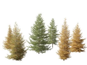 Larix laricina - American larch model