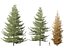 Larix laricina - American larch