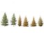 Larix laricina - American larch