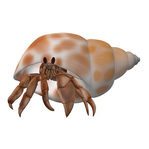 Hermit crab 3D model