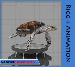 Sea Turtle