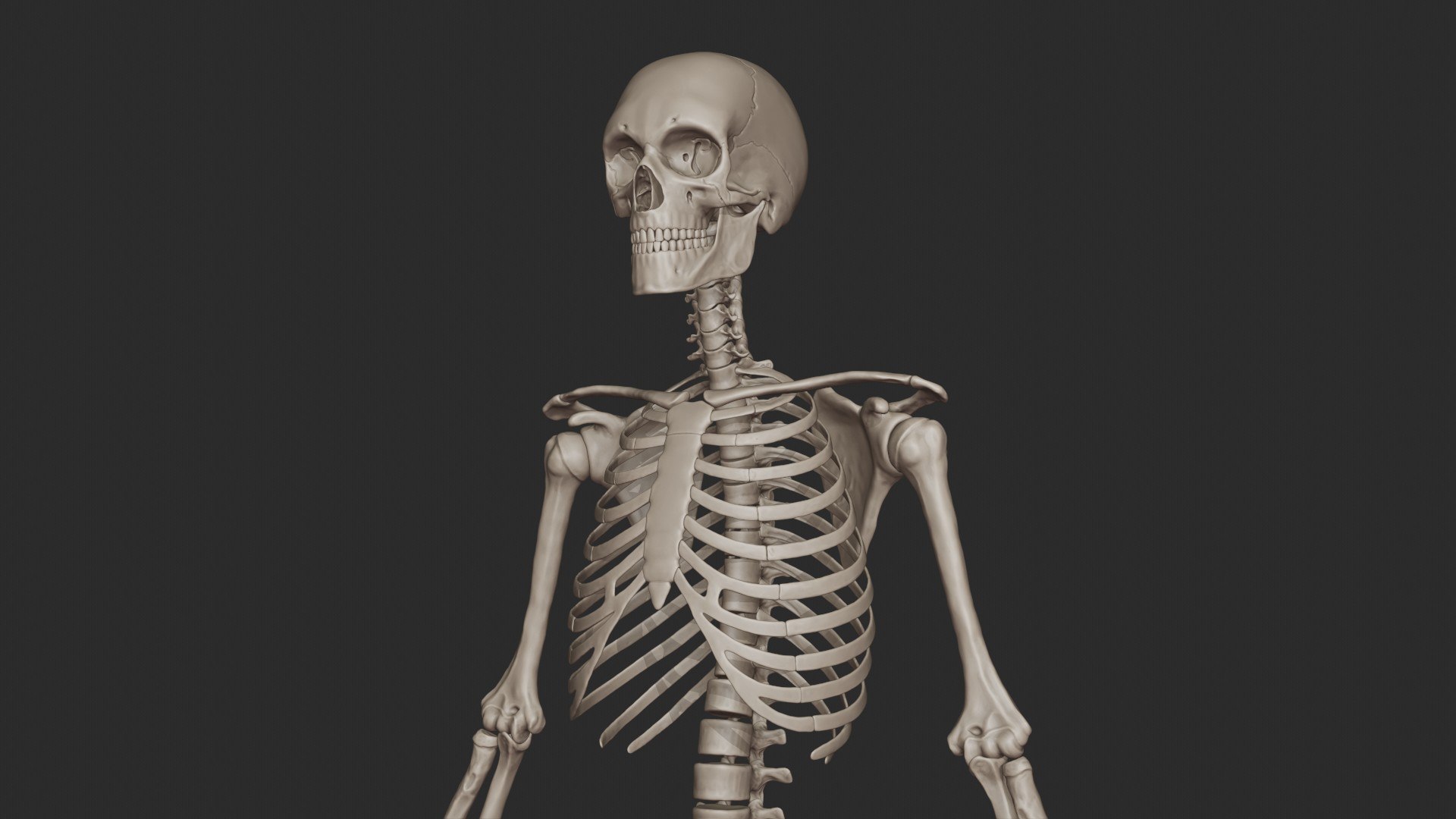 3D skeletal science anatomy model https://p.turbosquid.com/ts-thumb/Mk/gO412n/054Qy3oy/half_render_5/jpg/1569761253/1920x1080/fit_q87/3028fe56895f8a78b0fd18cfd56770d29ddb3fcc/half_render_5.jpg