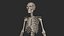 Human Skeletal SystemHigh Poly Model