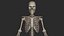 Human Skeletal SystemHigh Poly Model